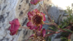 Ranunculus glacialis