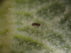 Lepinotus