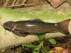 Gyrinocheilus pustulosus