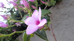 Cryptostegia