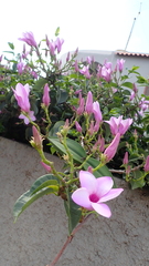 Cryptostegia
