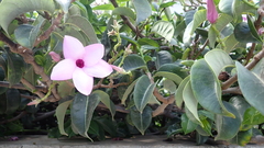 Cryptostegia
