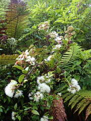 Metrosideros albiflora