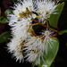 Metrosideros albiflora - Photo (c) Alex Fergus, algunos derechos reservados (CC BY-NC), subido por Alex Fergus
