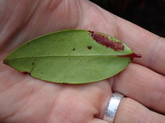 Metrosideros albiflora