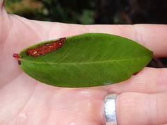 Metrosideros albiflora