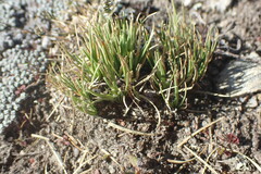 Carex decurtata