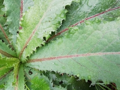 Lactuca virosa