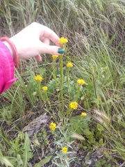 Erysimum marschallianum