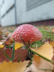 Amanita muscaria
