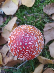 Amanita muscaria