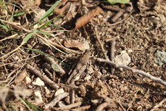 Oedipodinae