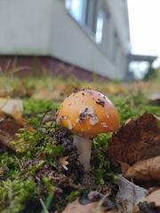 Amanita muscaria