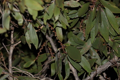Melaleuca viridiflora