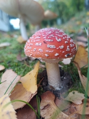 Amanita muscaria