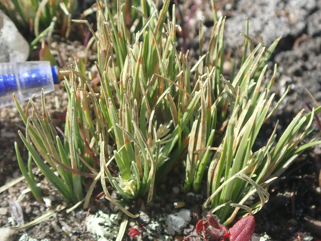 Carex decurtata