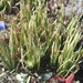 Carex decurtata - Photo (c) greenschist, algunos derechos reservados (CC BY-NC), subido por greenschist