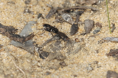 Agapophytinae