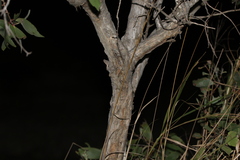 Melaleuca viridiflora