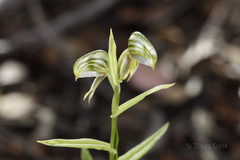Pterostylis vittata