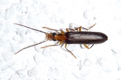 Nacerdes carniolica
