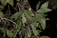 Melaleuca viridiflora