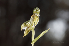 Pterostylis vittata