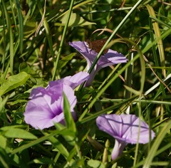 Pelopidas mathias