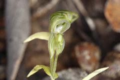 Pterostylis vittata