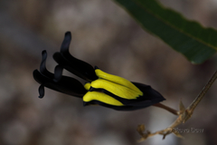 Kennedia nigricans