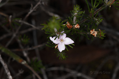 Boronia albiflora