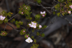 Boronia albiflora