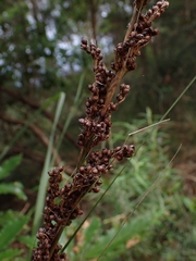 Gahnia melanocarpa