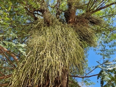 Rhipsalis shaferi