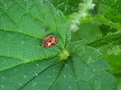 Subcoccinella vigintiquatuorpunctata