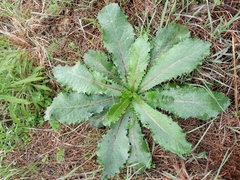 Lactuca virosa