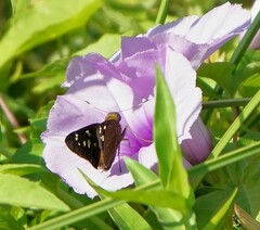 Pelopidas mathias