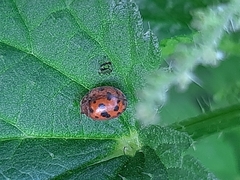 Subcoccinella vigintiquatuorpunctata