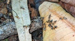 Liometopum occidentale