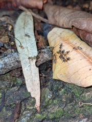 Liometopum occidentale