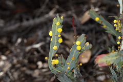 Acacia glaucoptera