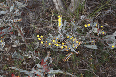 Acacia glaucoptera