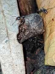 Liometopum occidentale