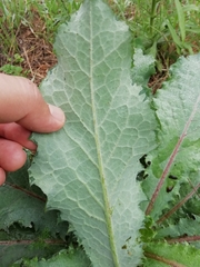 Lactuca virosa
