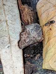 Liometopum occidentale