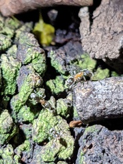 Liometopum occidentale