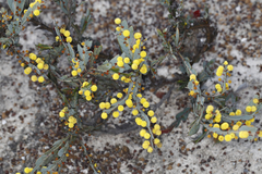 Acacia glaucoptera
