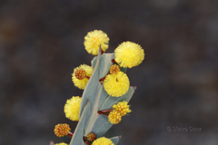 Acacia glaucoptera