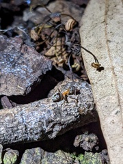 Liometopum occidentale
