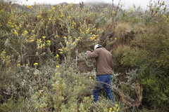 Stirtonanthus taylorianus